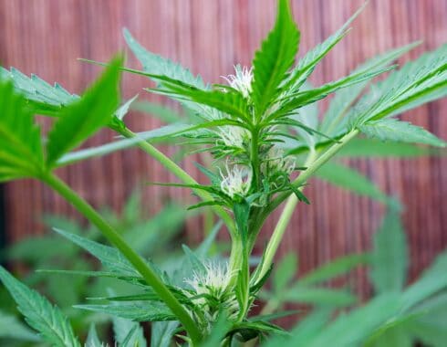 regulacion cannabis medicinal