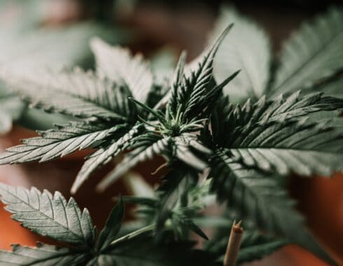 Cannabis y epilepsia: José Manuel García Vallejo