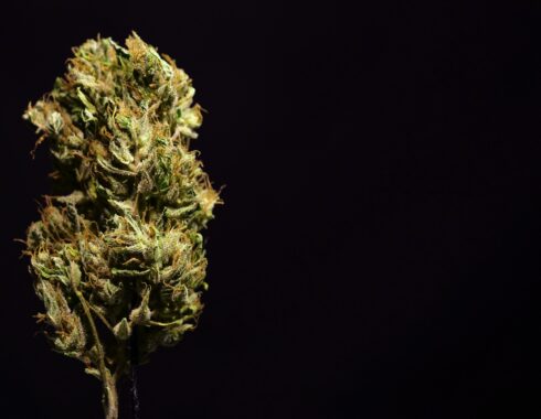 Ikänik Farms, ¿la primera en cultivar cannabis en México?