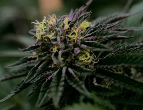 Cannabis medicinal en Argentina