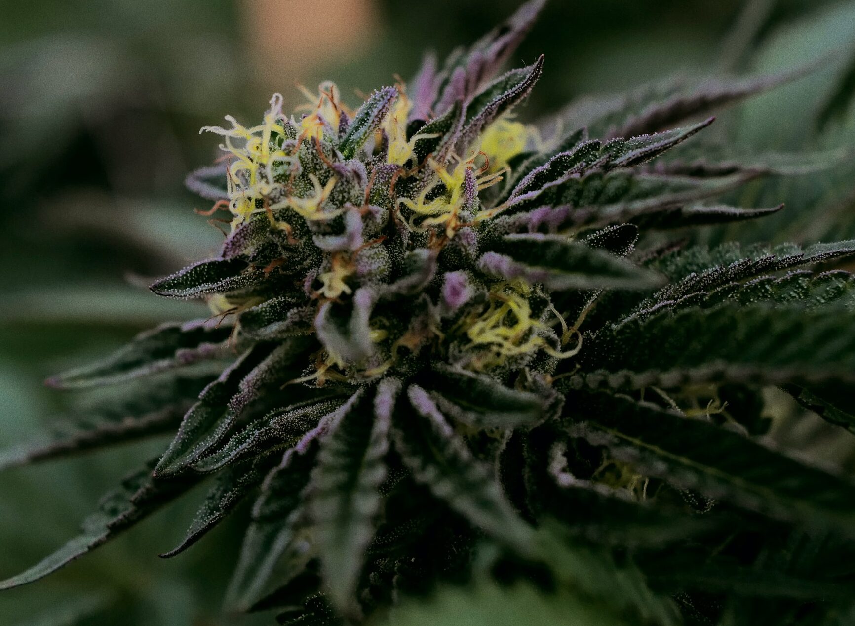Nación Cannabis | Argentinos podrán cultivar marihuana medicinal