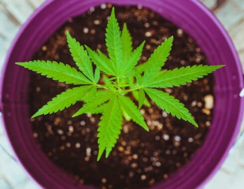 italia legaliza cultivo cannabis casero