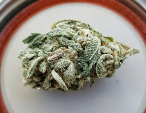 recetas aceite cannabis casero