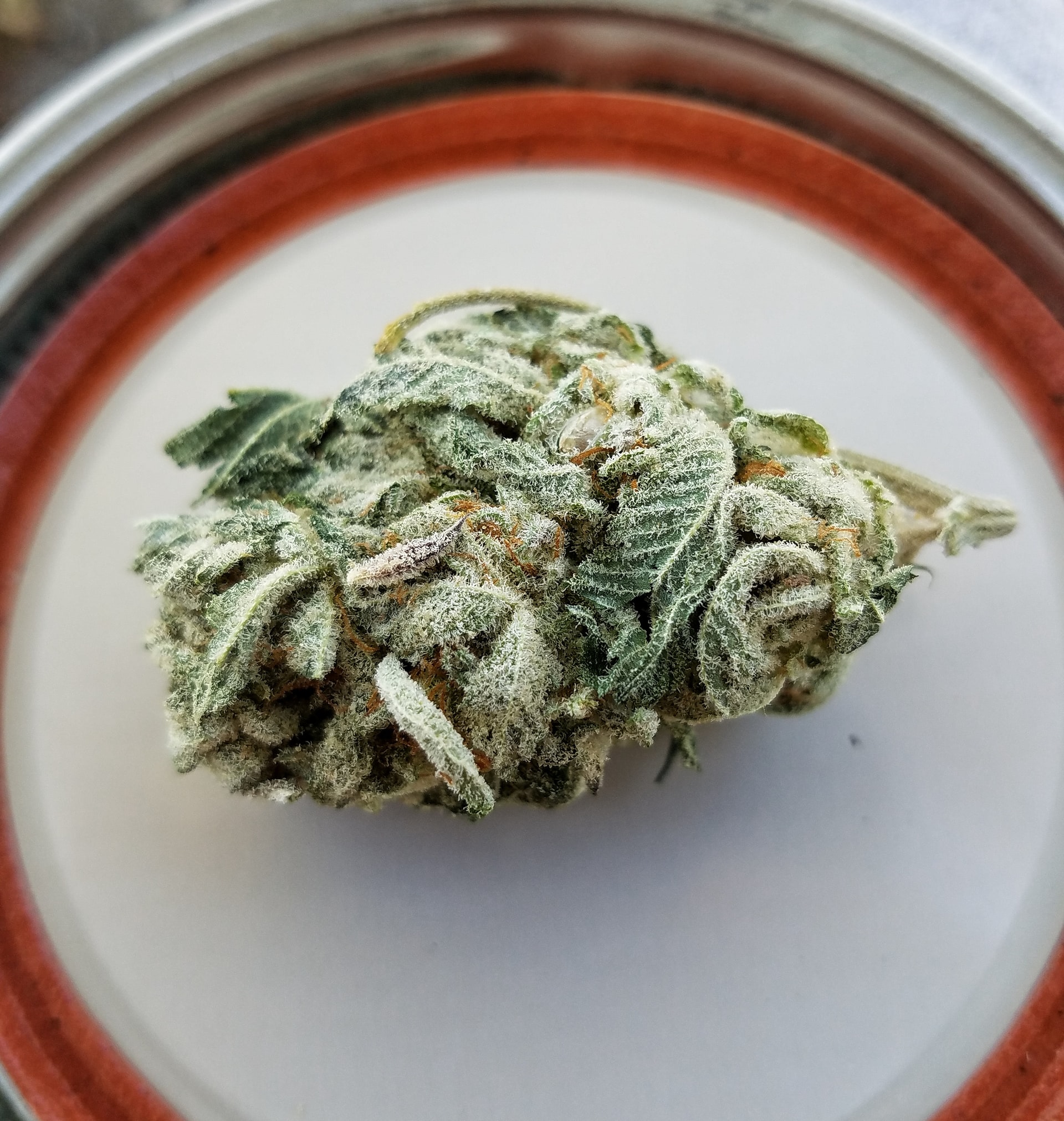 Nación Cannabis | Dos recetas fáciles para elaborar aceite de cannabis casero