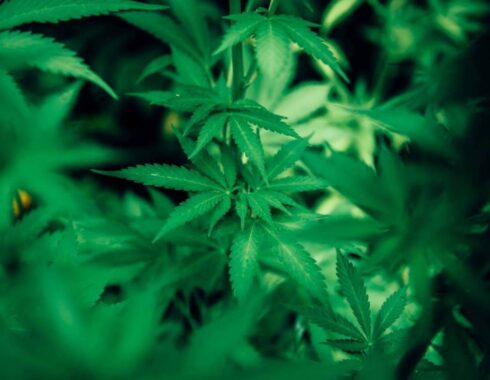 el cáñamo y la marihuana