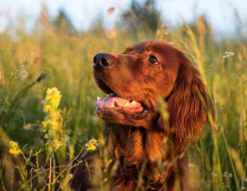 mascotas ingerir cannabis
