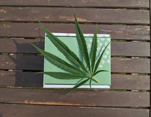 fumar cannabis covid 19 cbd