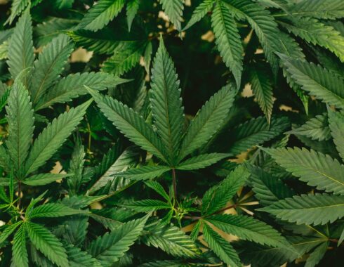 cultivo marihuana aire libre