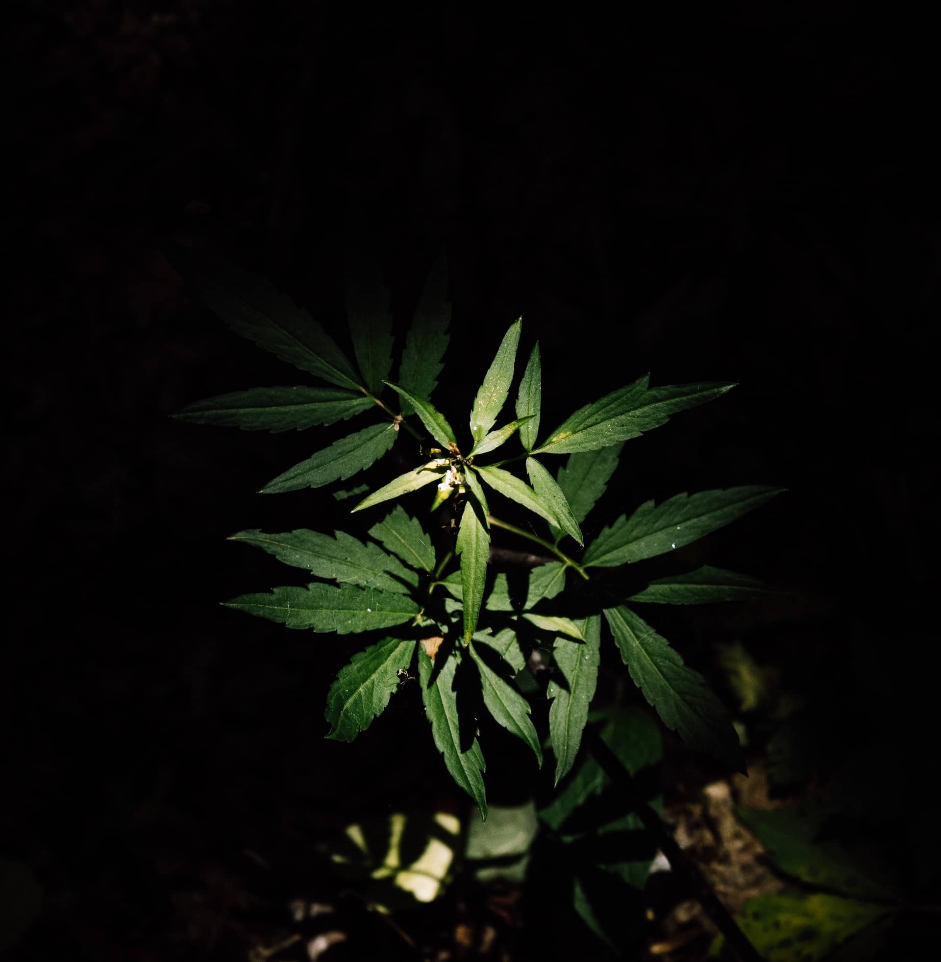Nación Cannabis | Fase oscura de la fotosíntesis: clave en el cultivo de cannabis