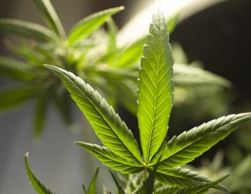 alegia cannabis