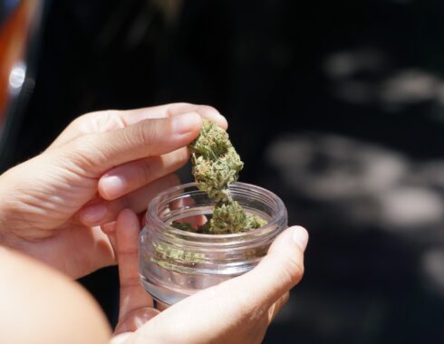 el cañamo y la marihuana