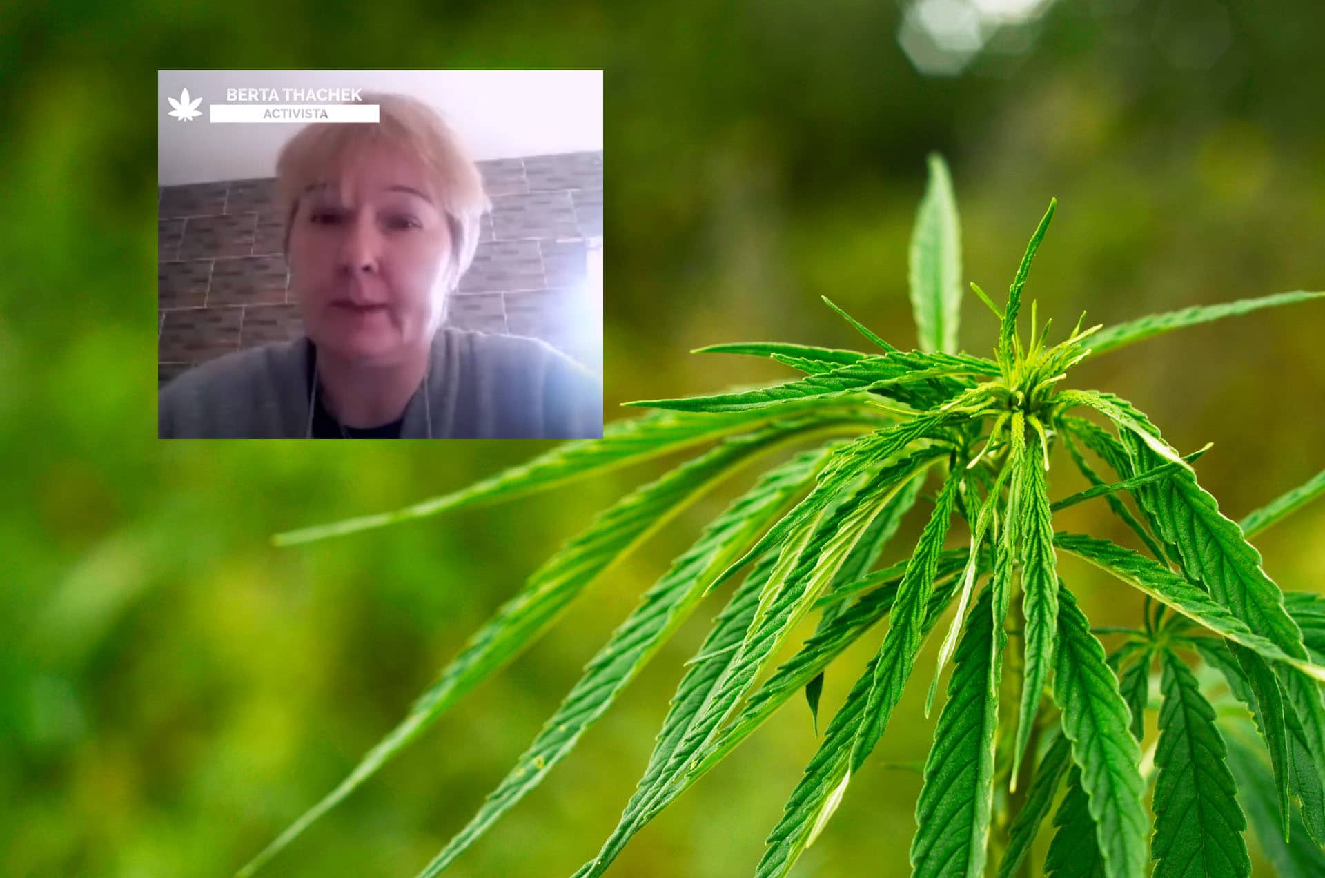 Nación Cannabis | Bertha Thachek, la madre que se volvió activista por el derecho a cultivar