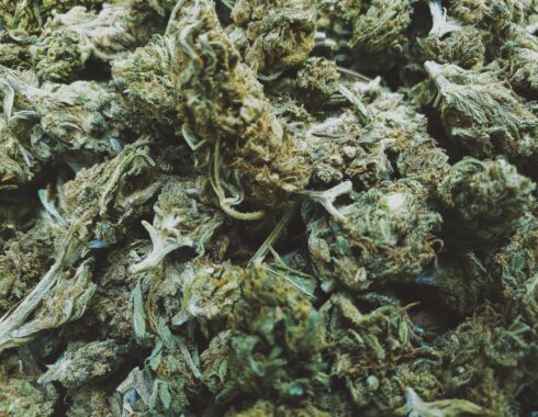 Hash, ¿qué es y en qué se diferencia a la marihuana?
