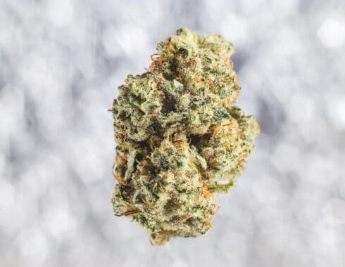 como cultivar marihuana sitios aprender