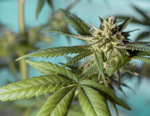 cual es la marihuana shunk