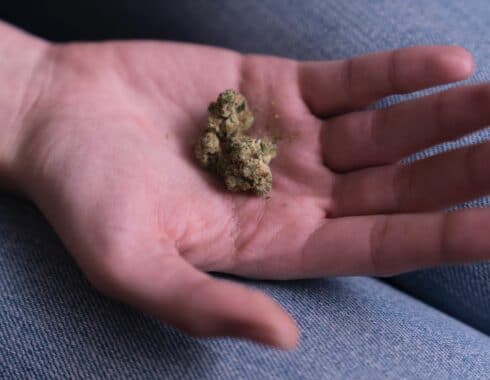 cannabis afecta al sistema inmune