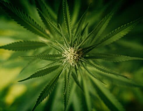 cuanto-tiempo-se-tarda-la-marihuana