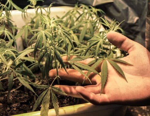 7 razones por las que la marihuana debe ser legal