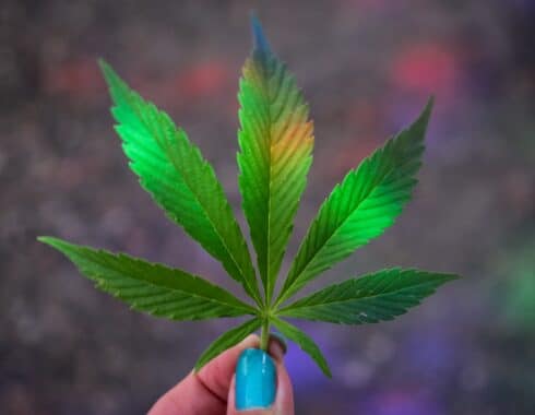 TOC cannabis
