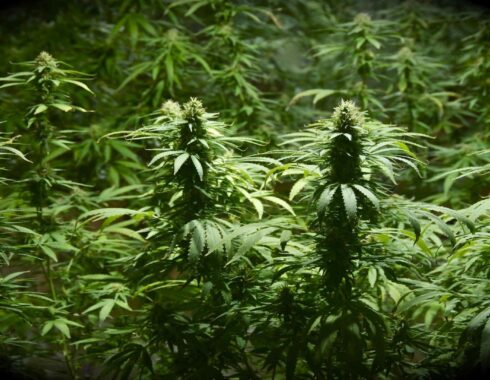 Turismo lujoso de cannabis, tendencia