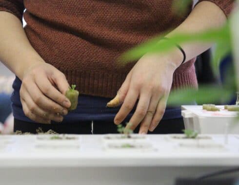cannabis hidroponico