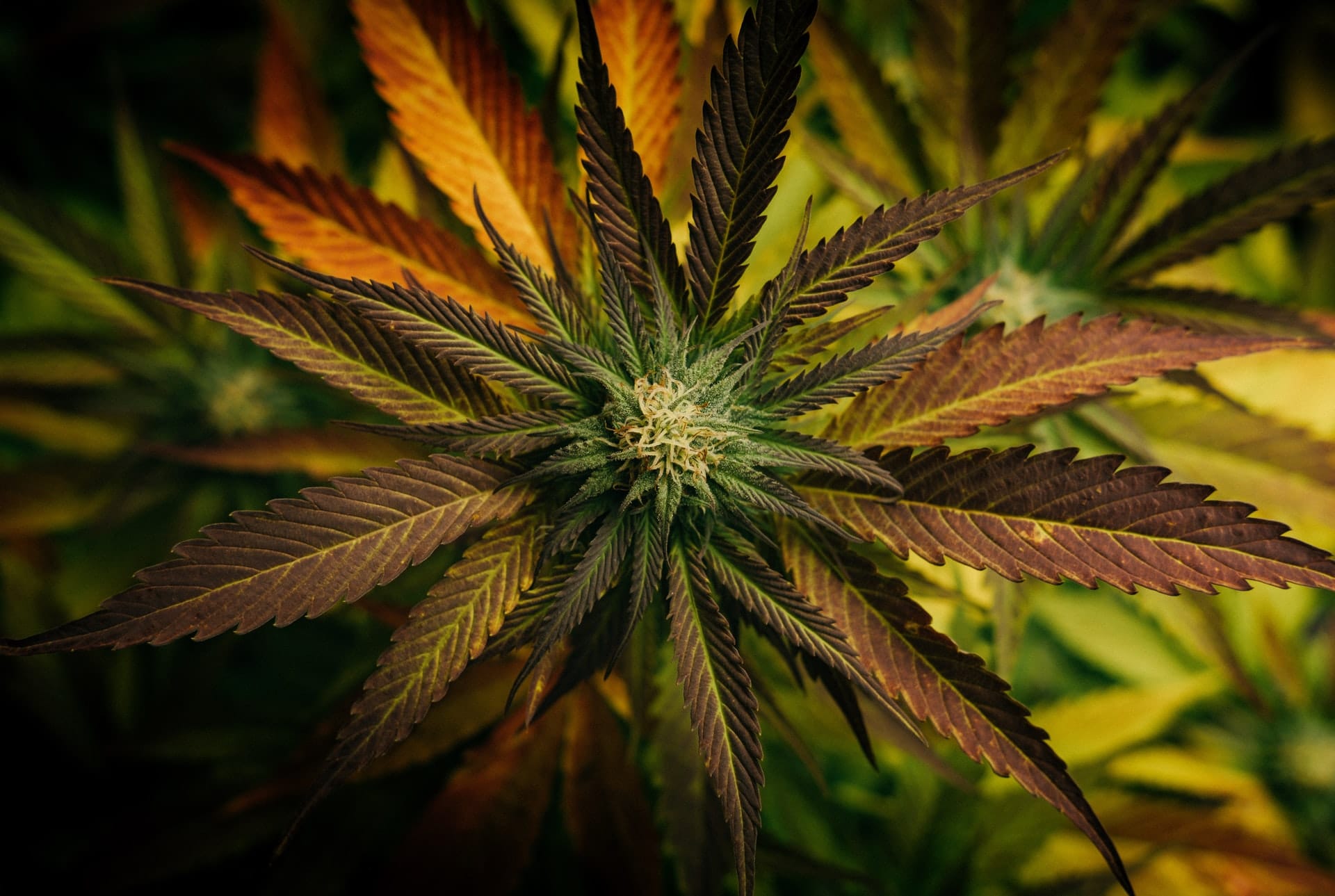Nación Cannabis | Jay Z lanza Monogram, su marca de cannabis