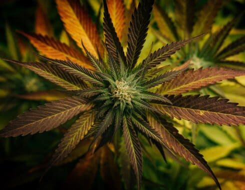 legalizacion del cannabis en mexico