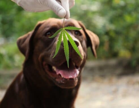 ¡El CBD beneficia a tu perro! Te decimos cómo