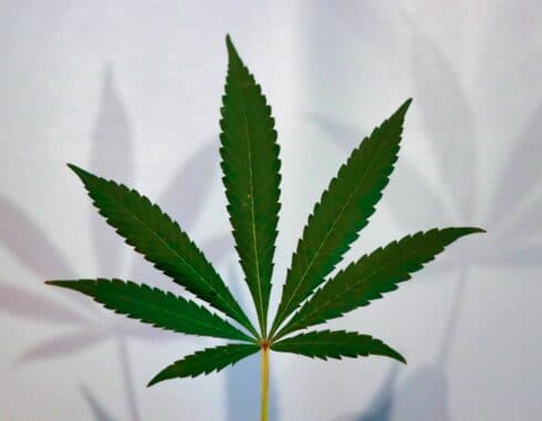 america-latina-cannabis