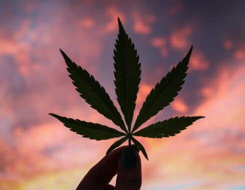 celebridades invierten cannabis