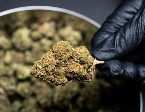 Ley Federal para la Regulación del Cannabis en México