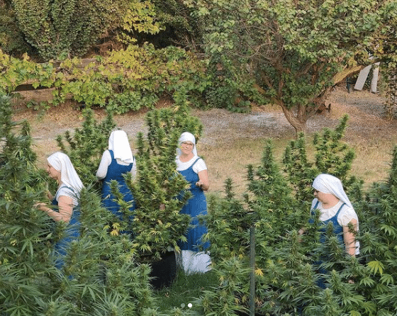 Nación Cannabis | Sisters of the Valley factura millones por la venta de cannabis medicinal
