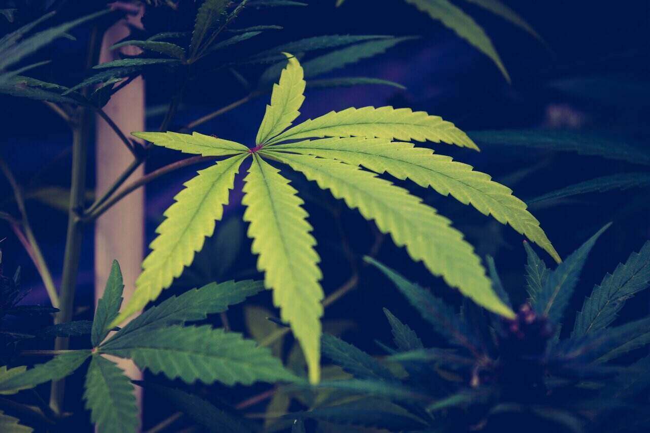 Nación Cannabis | Legalización del cannabis en EE.UU.: lo más popular según encuesta