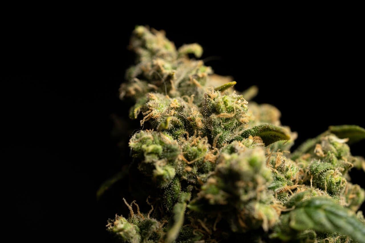 Nación Cannabis | Cannabis: características de plantas hembra o macho