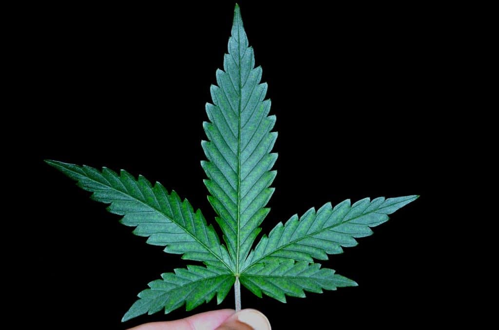 industria del cannabis california