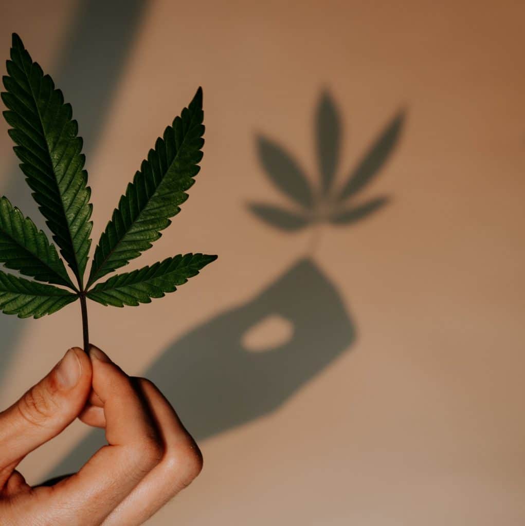 cannabis medicinal en brasil