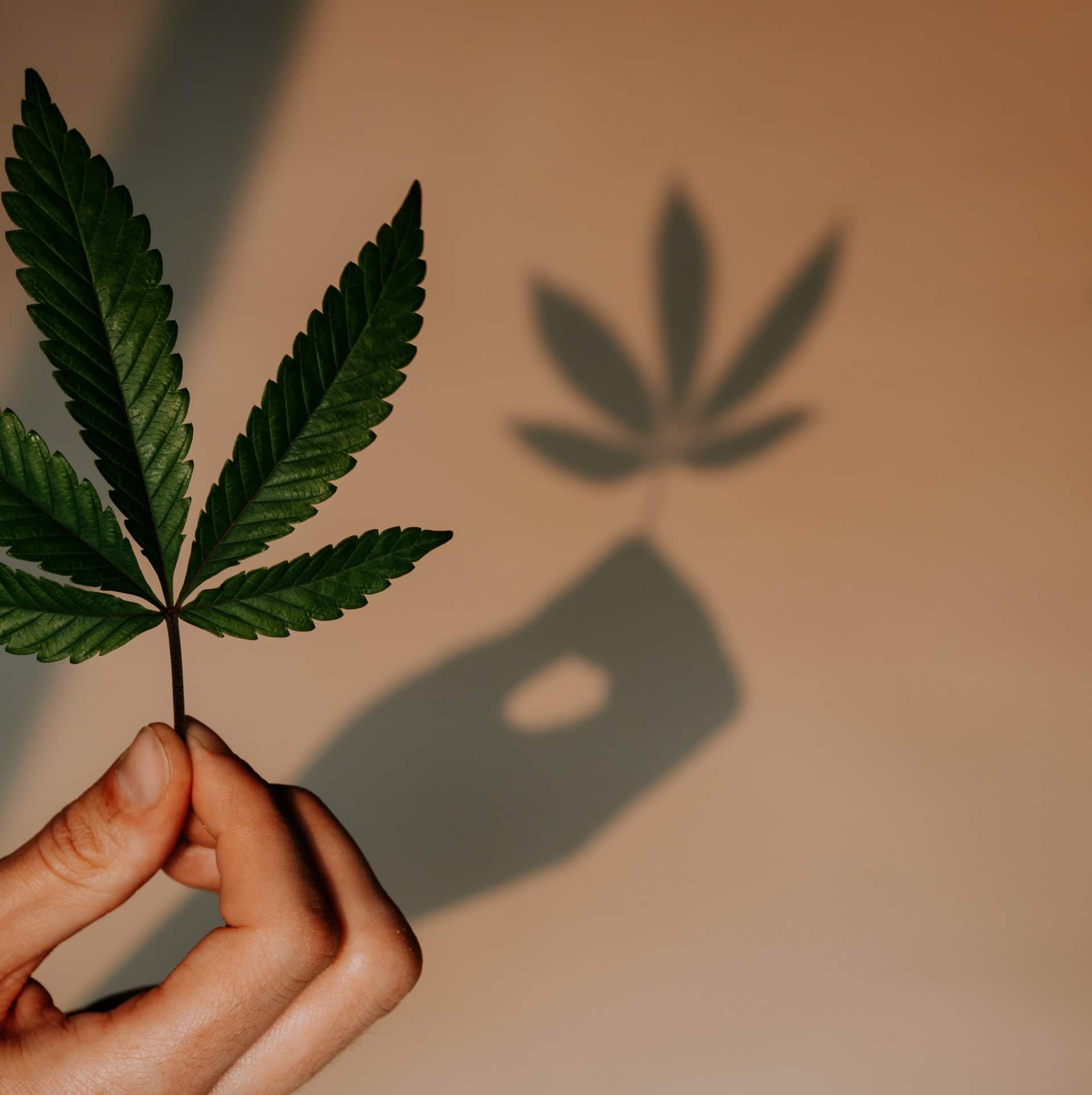 Nación Cannabis | ONG encabeza lucha por legalizar el cannabis medicinal en Brasil